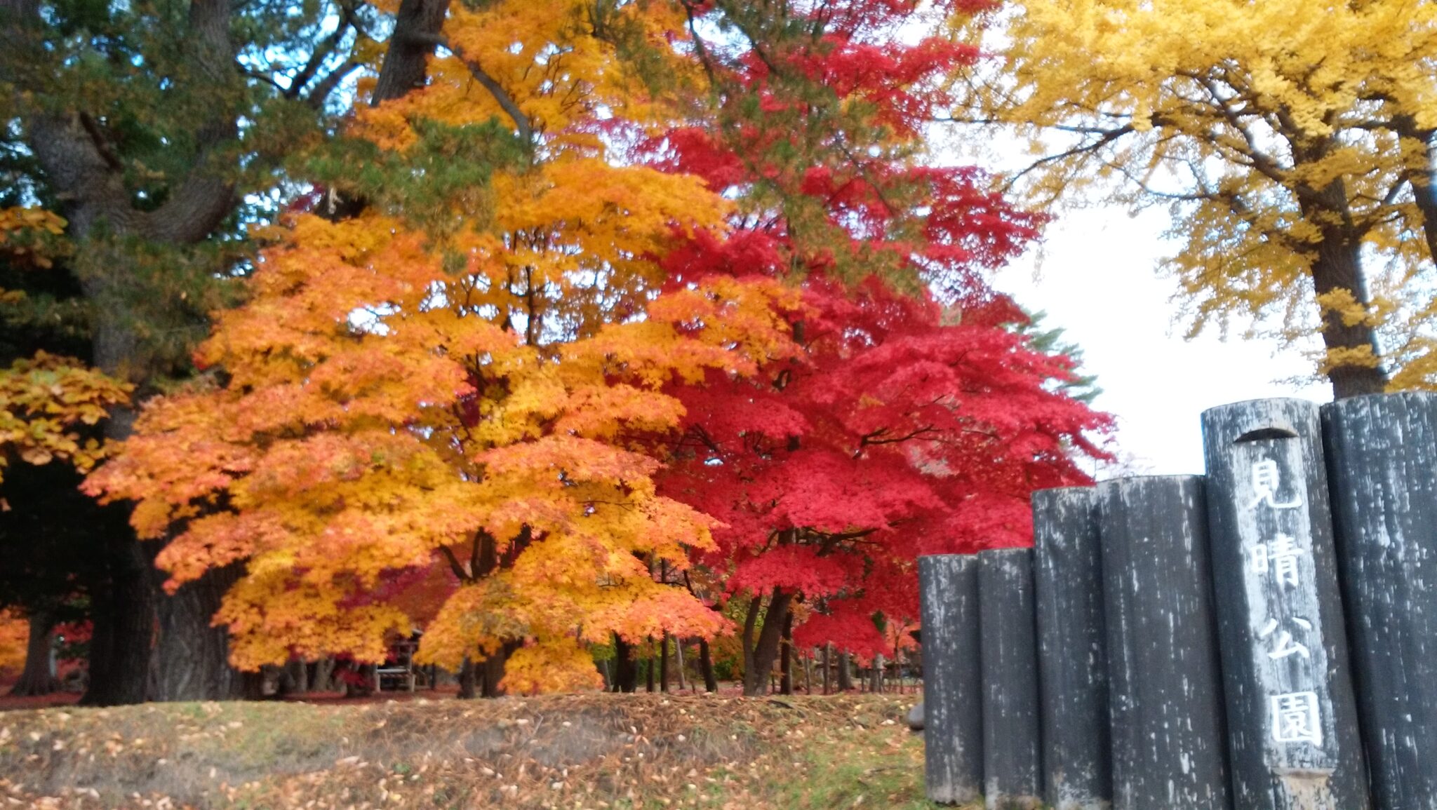 見晴公園正面入り口　紅葉